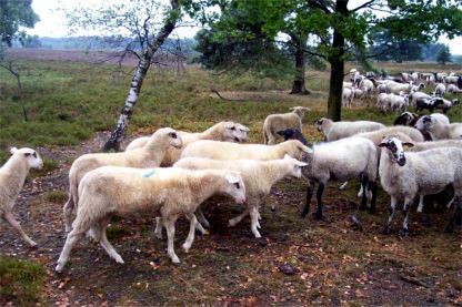 Foto: Tierpark Nordhorn, Die helleren Bentheimer Landschafe (links) brauchen bis zu einem dreiviertel Jahr, bis sie sich als Untergruppe auflsen und voll in der Herde integriert sind. 