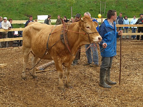 Glanrind Anspannung, Foto: Klein