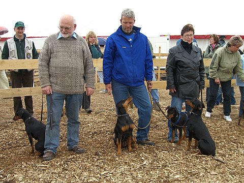 Pinscher, Foto: Antje Feldmann