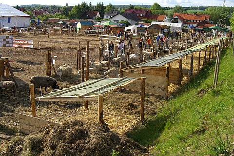 Schafe, Foto: Klein