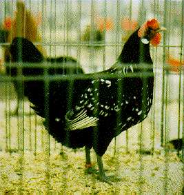 Bergische Schlotterk�mme