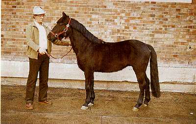 Arenberg-Nordkirchner