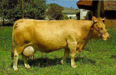 Das Limpurger Rind