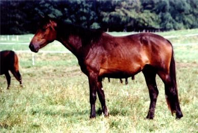 Jungstute Gyltet, geb. 2001 v. Hajts a.d. Gyltet. Foto: Anjte Feldmann