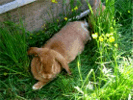 Meiner Widderkaninchen, Hsin gelb, Foto: Feldmann