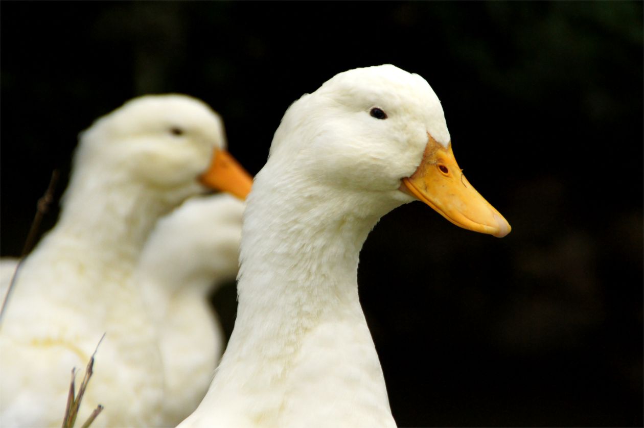 Deutsche Pekingente, Foto: Iwon (Arche Warder e.V.)