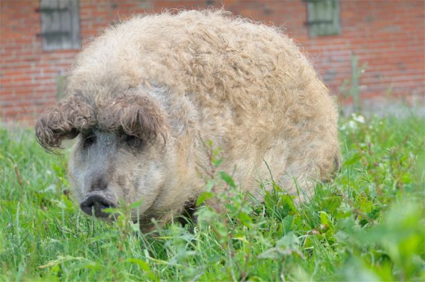 Blondes Wollschwein Foto: Repin