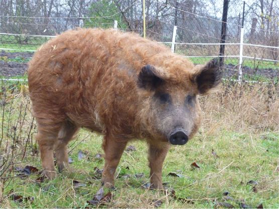 Rotes Wollschwein Foto: Feldmann