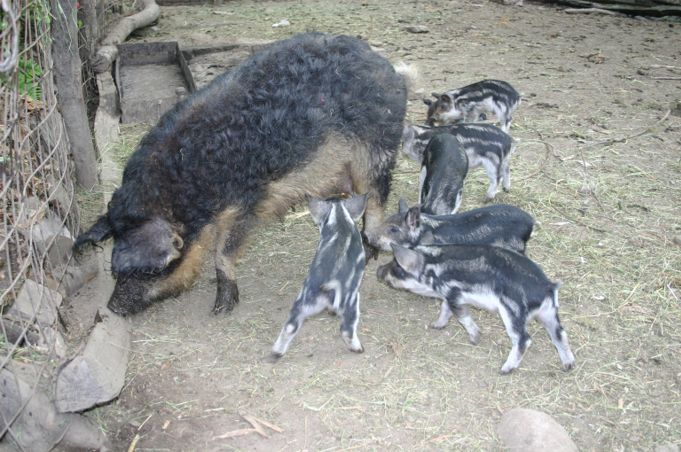 Schwalbenb�uchiges Wollschwein Foto:Feldmann