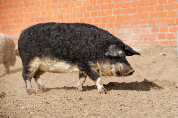 Schwalbenb�uchiges Wollschwein Foto:Repin