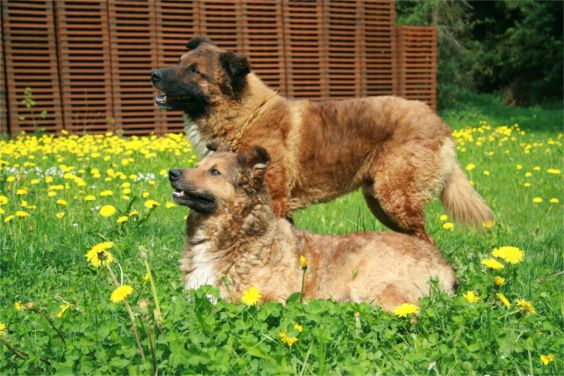Westerwälder Kuhhund - Rüde und Hündin Foto: Zander