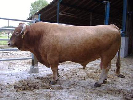 Gelbvieh Bulle Herold