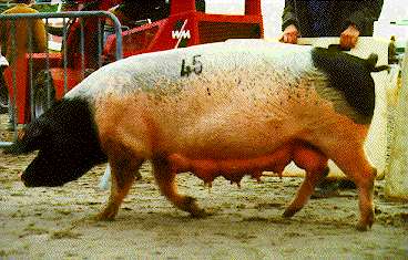 Schw�bisch-H�llische Sau