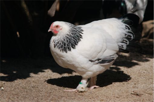 Sundheimer Huhn