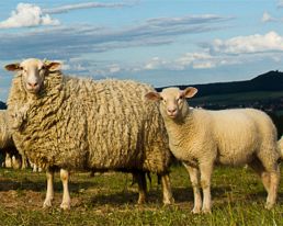 Leineschaf mit Lamm, Foto: Grothey, www.eye-comm.de