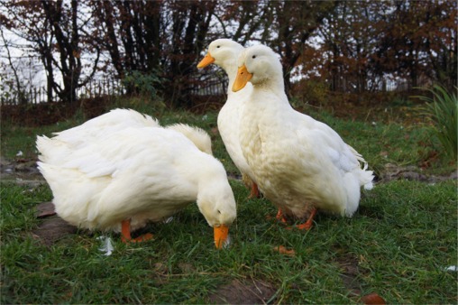 Deutsche Pekingente, Foto: Iwon, Arche Wader e.V.