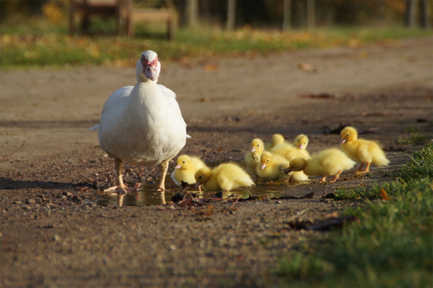 Warzenente, Foto: Iwon, Arche Wader e.V.