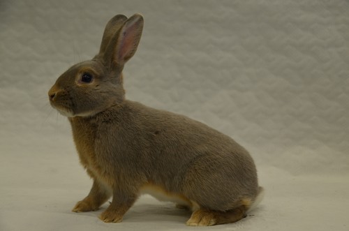 Luxkaninchen, Foto: Happel