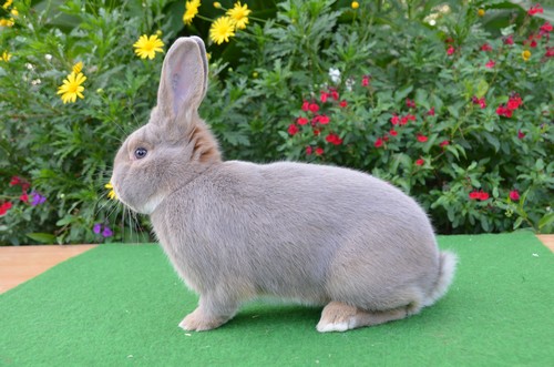 Luxkaninchen, Foto:Happel