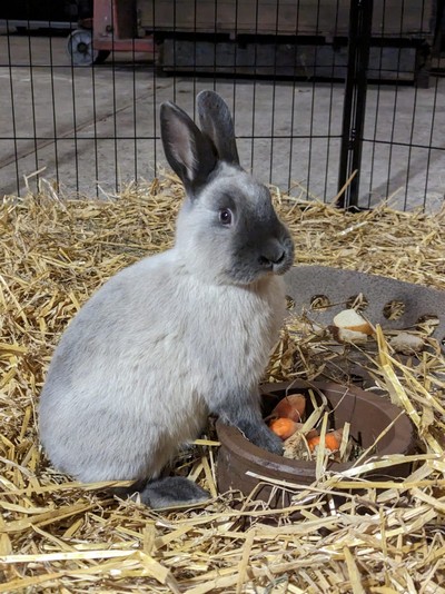 Marderkaninchen