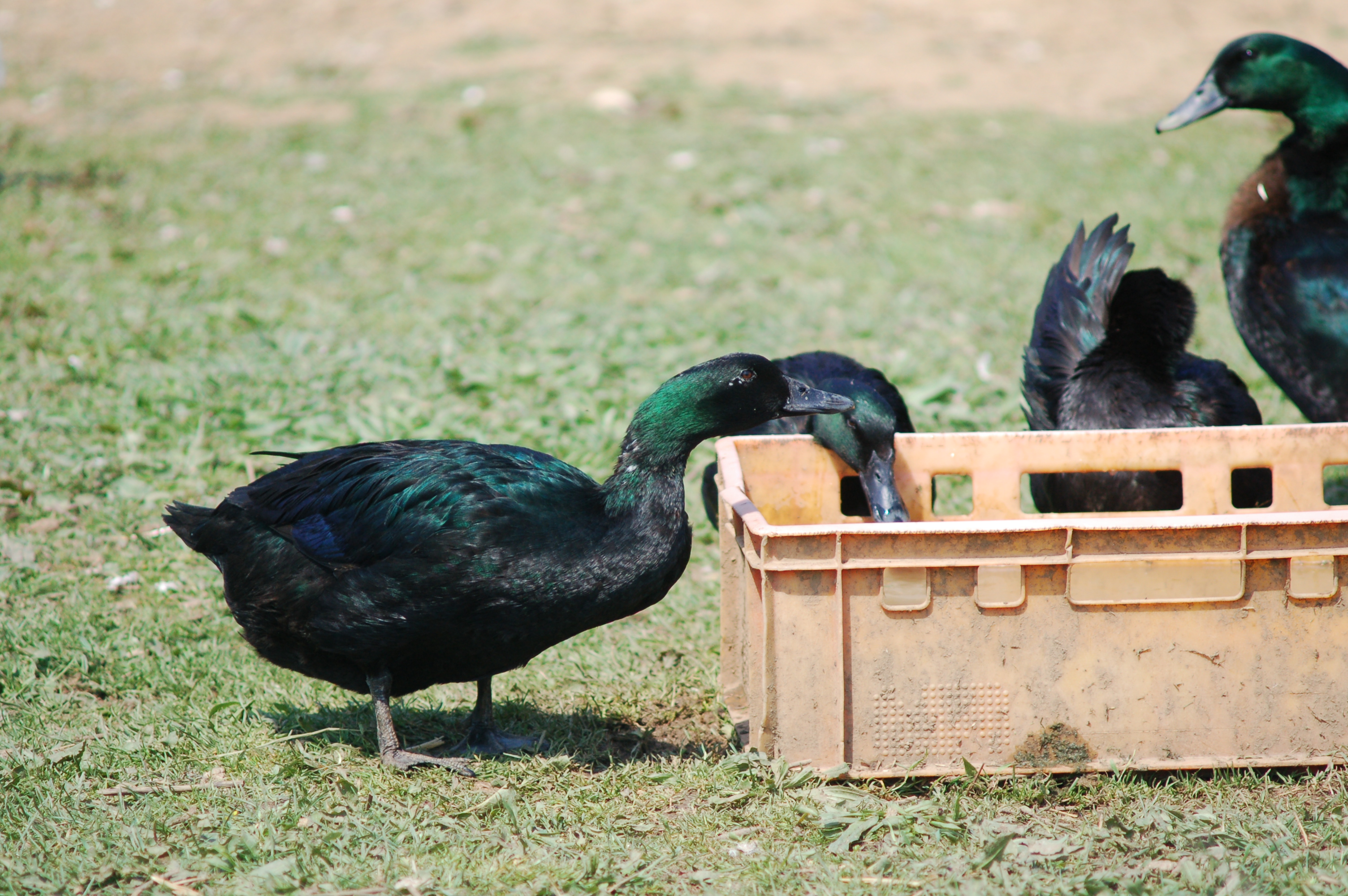 1. Tag 1 Cayugaenten Gerstner Milerski 7