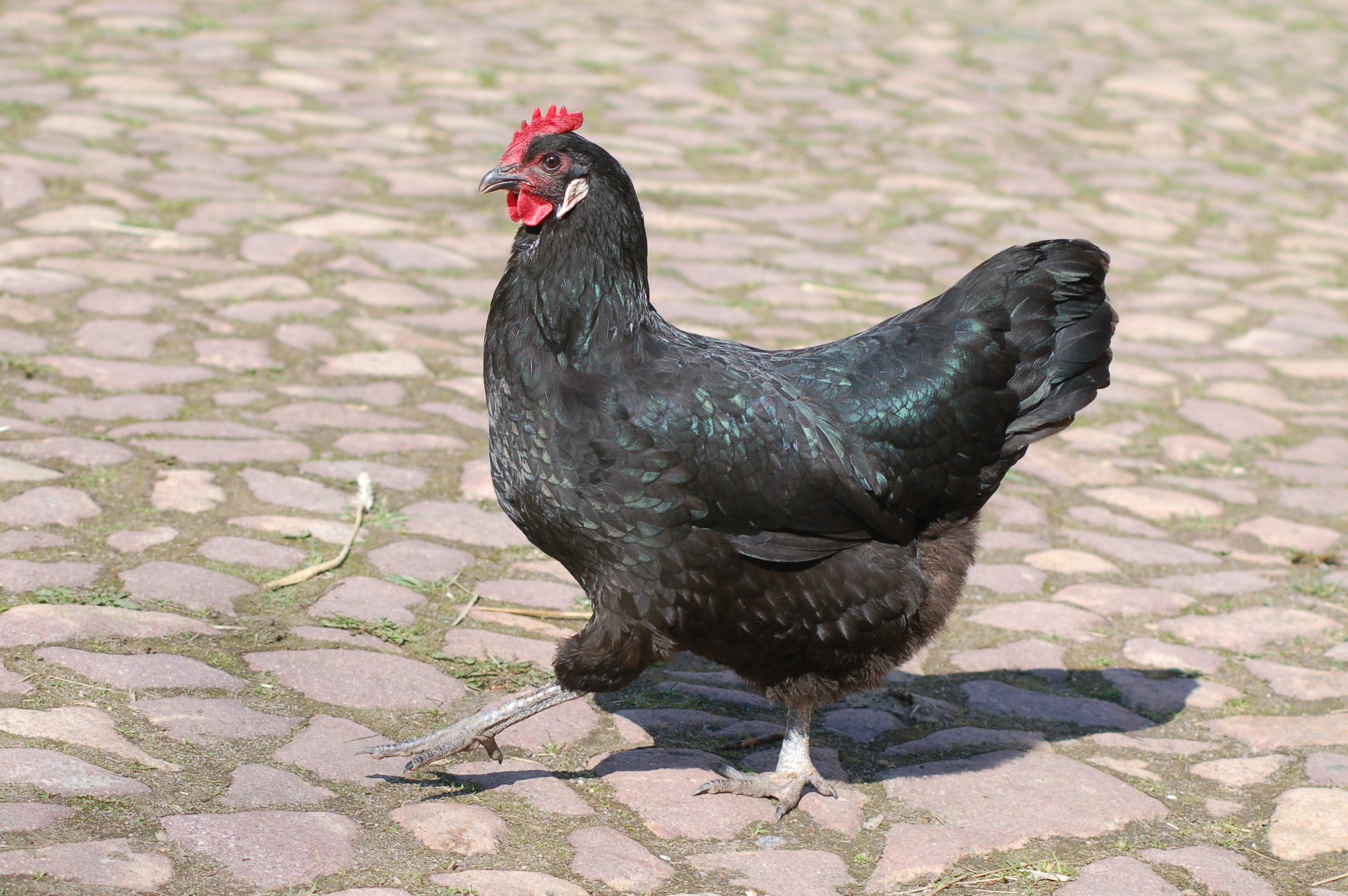 3. Tag 2. Auterwitz Okodorf Sachsenhuhn schwarz 48