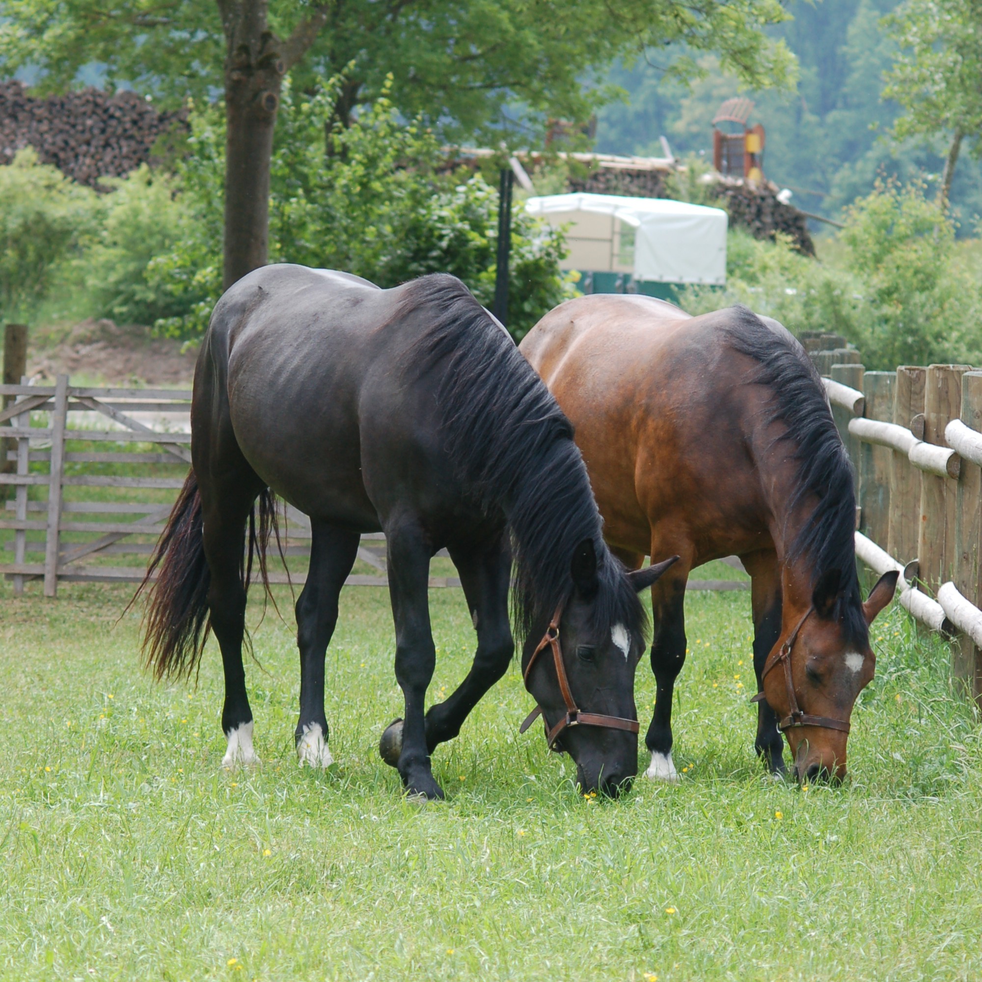 Altwurttemberger Milerski 3 Zuschnitt