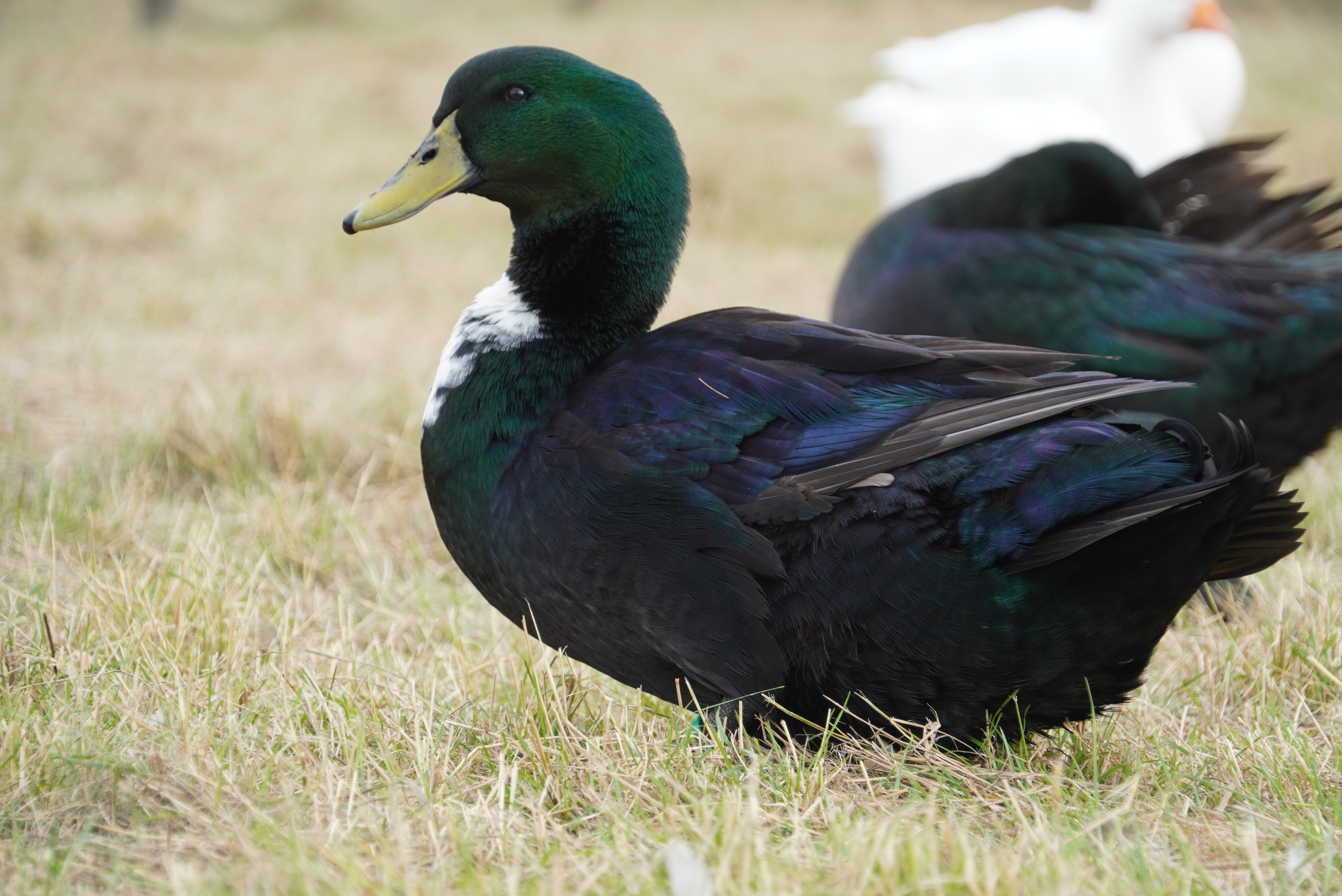 Archetag Kellerwald af 4