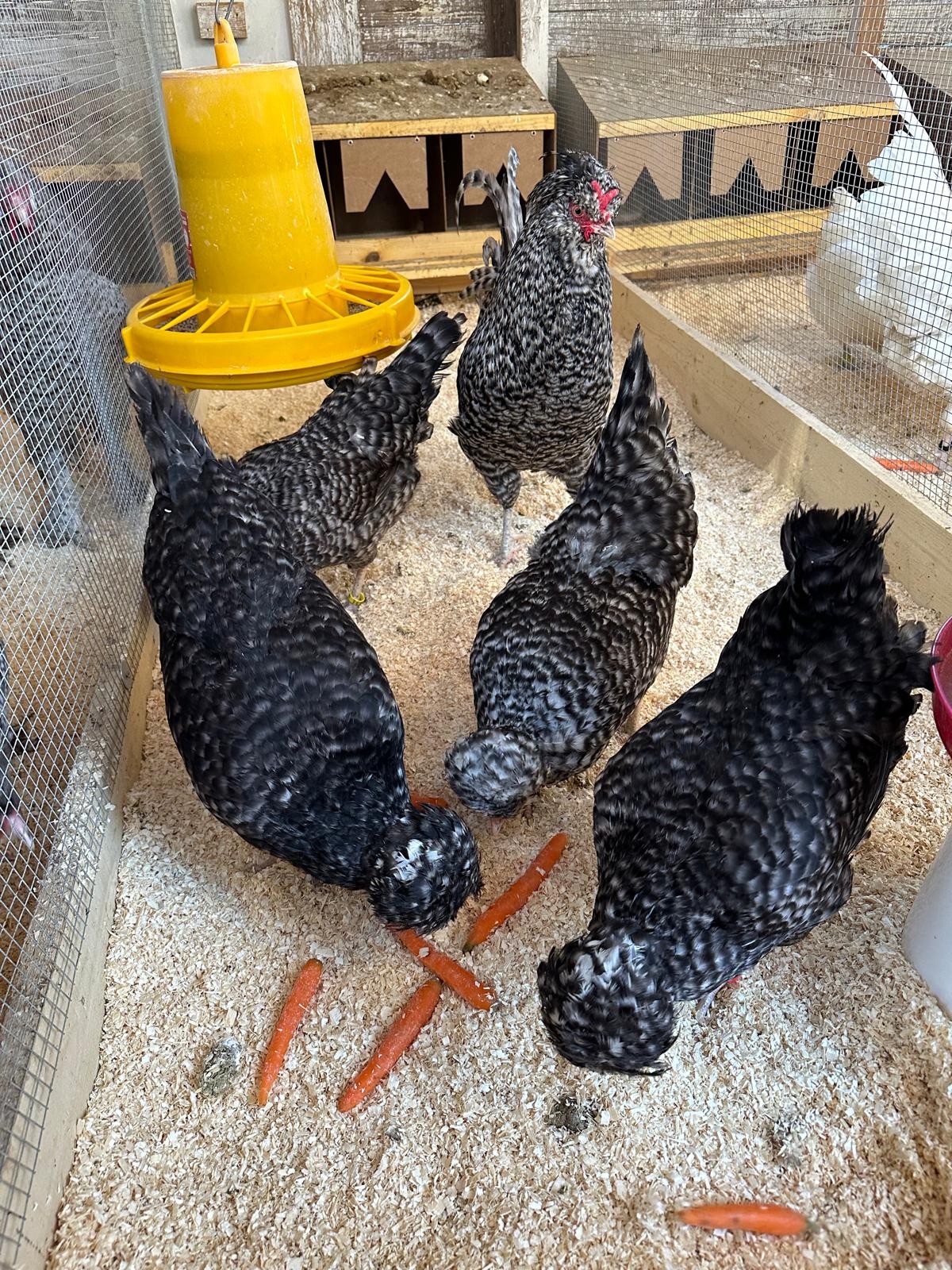 Crevecoeur Gesparbert SV Haubenhuhner und Seltene Huhnerrassen