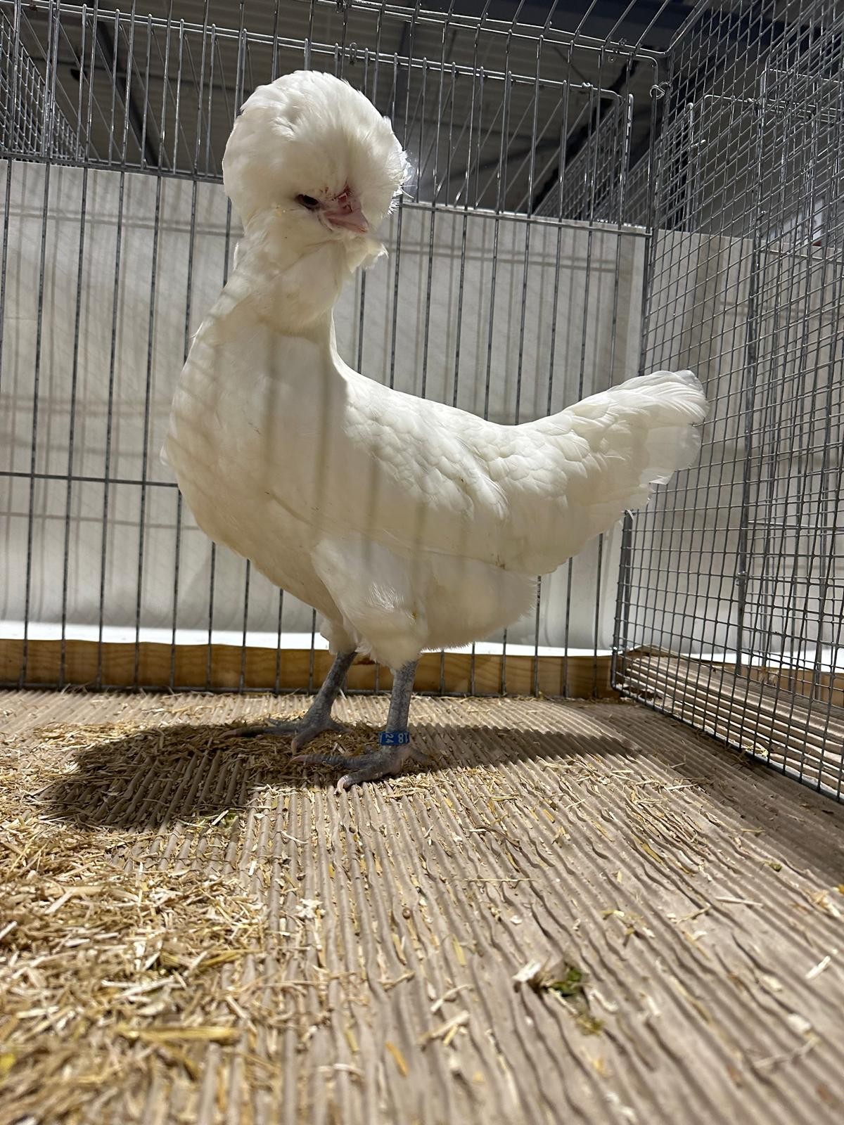 Crevecoeur Henne Weiss SV Haubenhuhner und Seltene Huhnerrassen