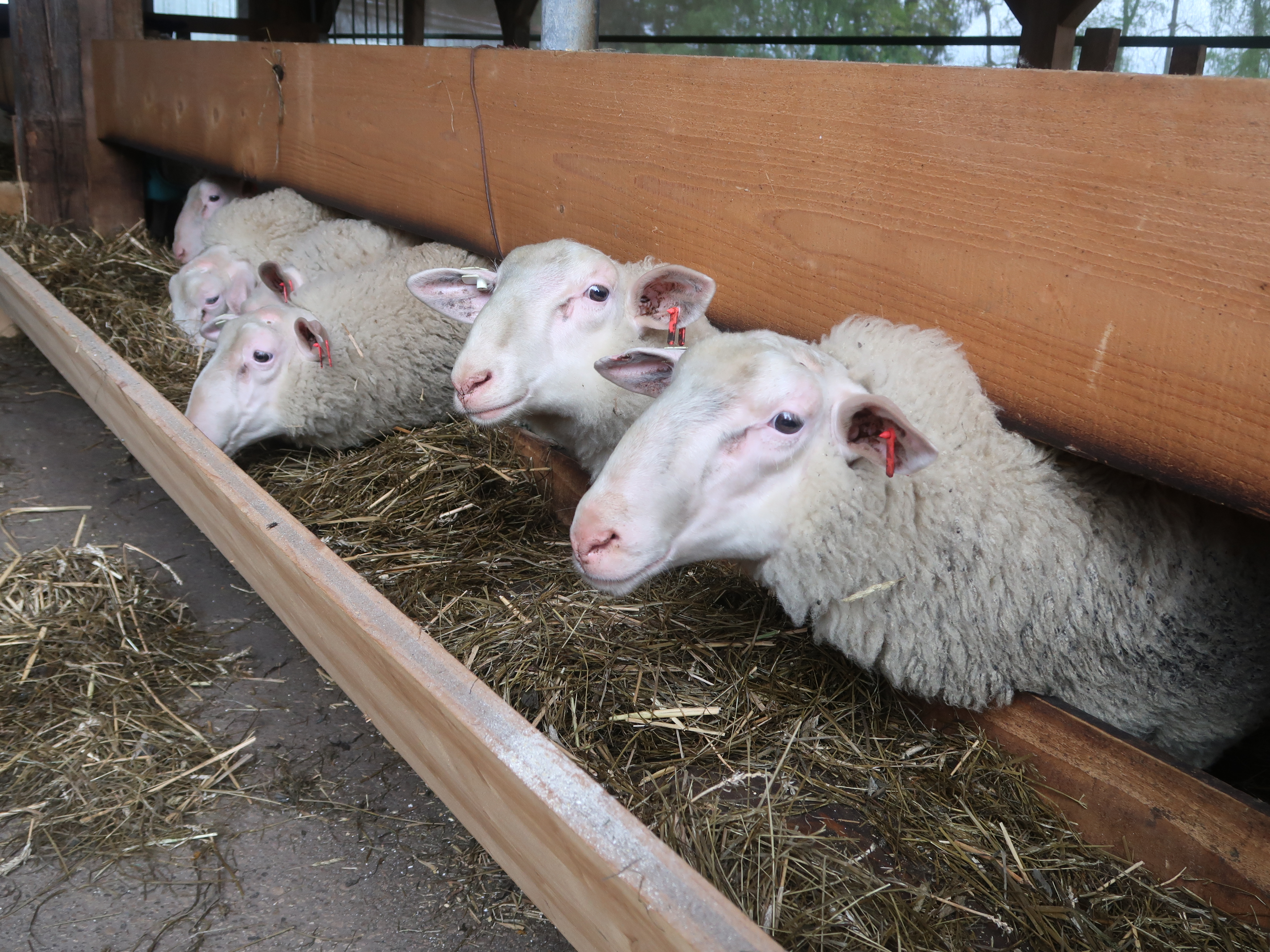 K OstfriesischesMilchschaf Mangold SulzbergOA 11Mai19  3641