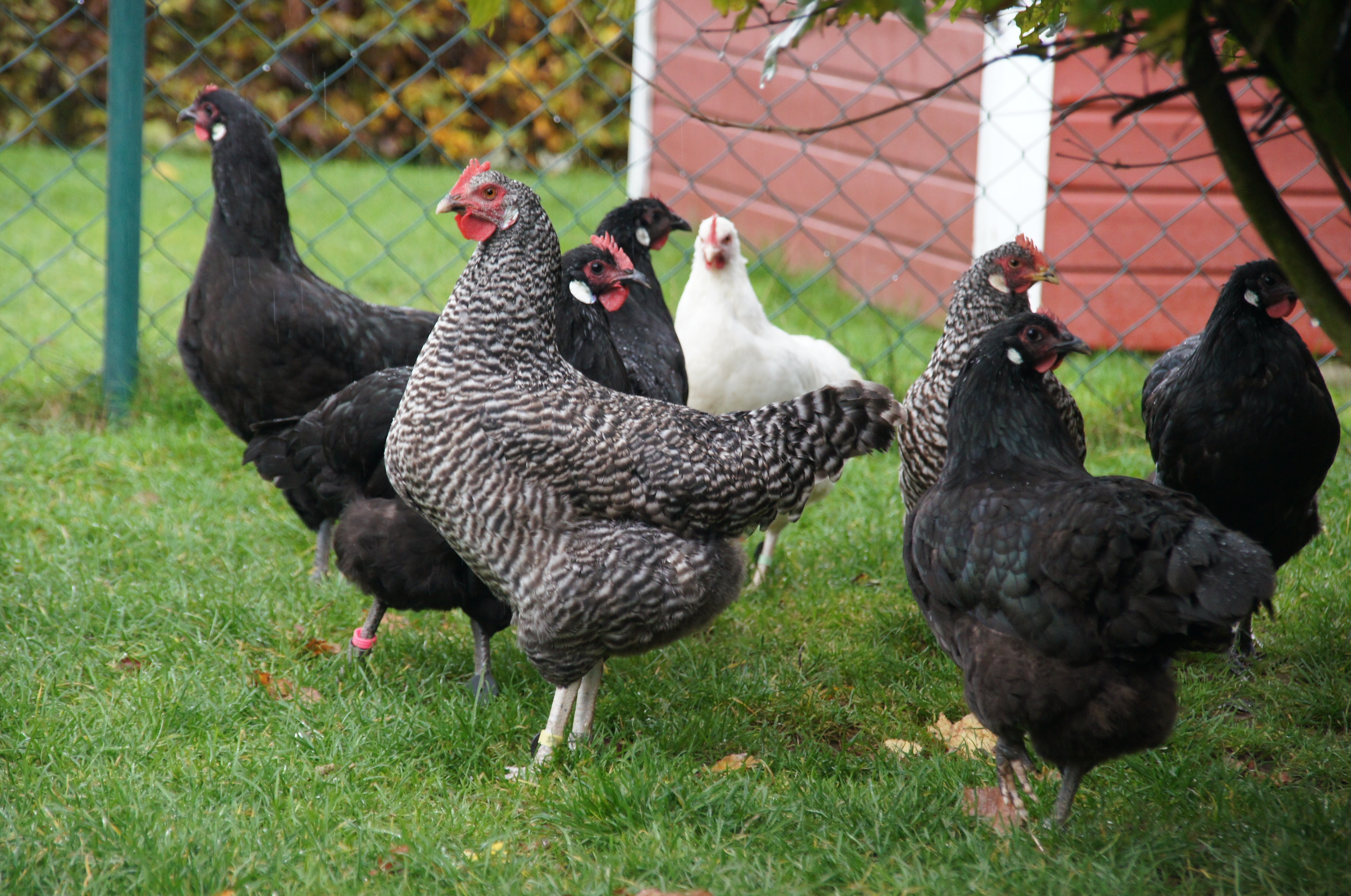 Sachsenhuh WGH2014 af 23