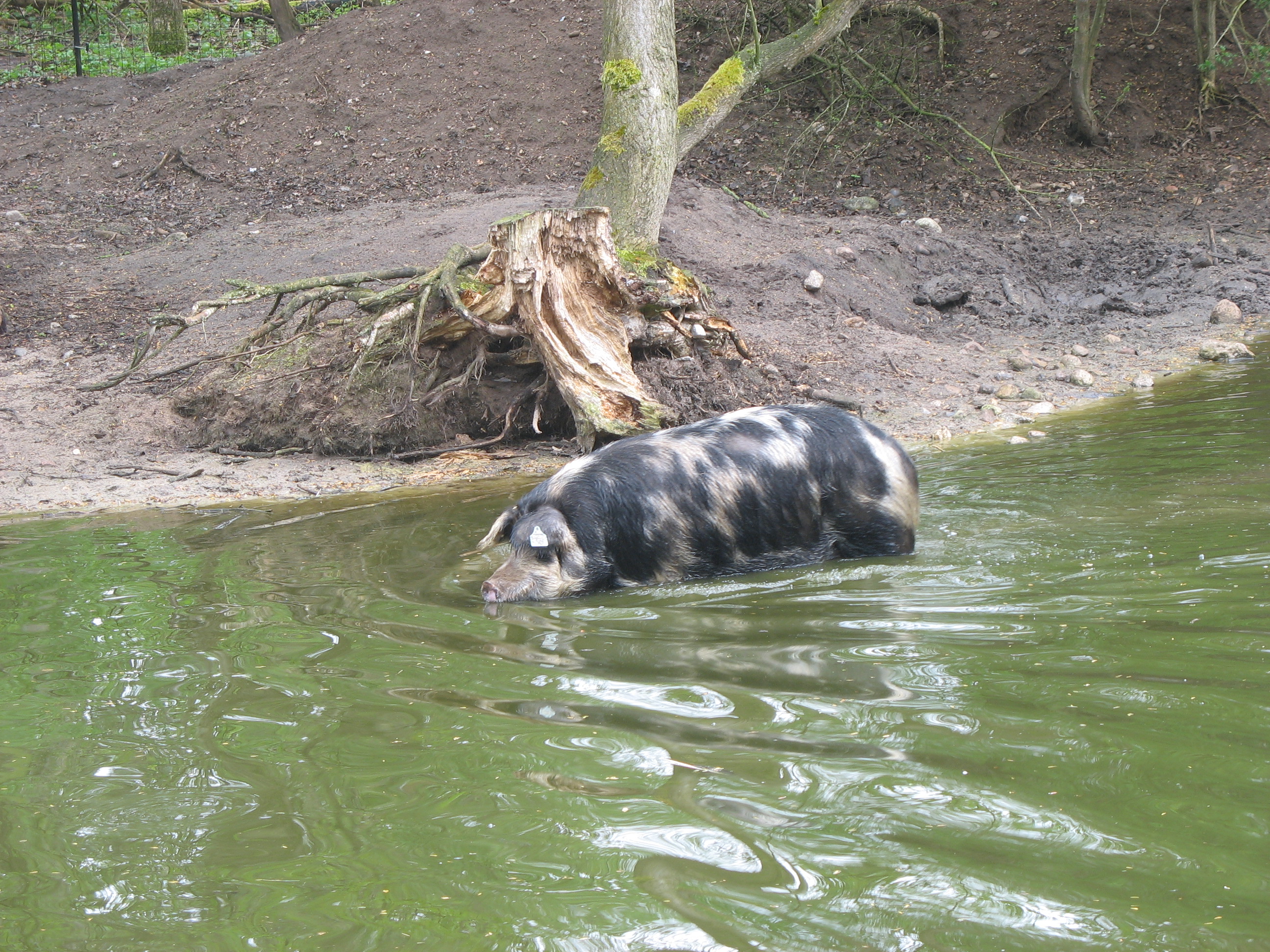 Turopoljeschwein ArcheWarder Warder RD 08Mai13 6397 Hamm