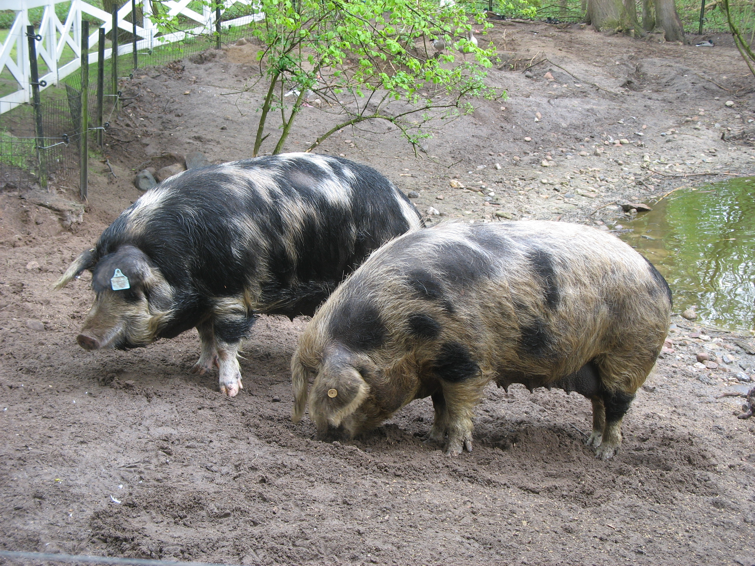 Turopoljeschwein ArcheWarder Warder RD 08Mai13 6401 Hamm