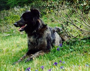 Altdeutscher Hütehund - Farbschlag Tiger