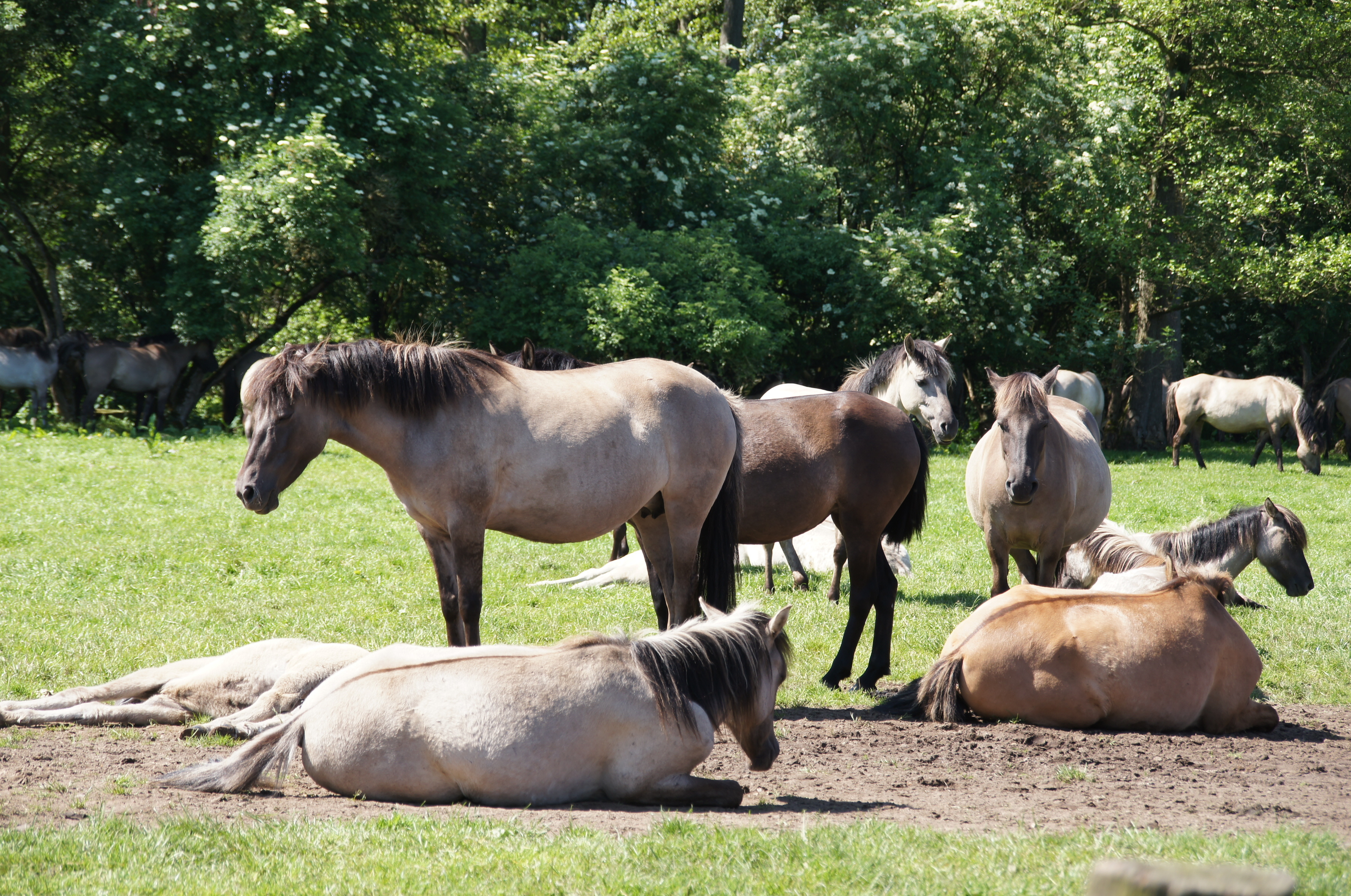 Dülmener Wildpferdefang 2