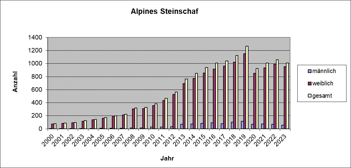 Alp.Steinschaf 23