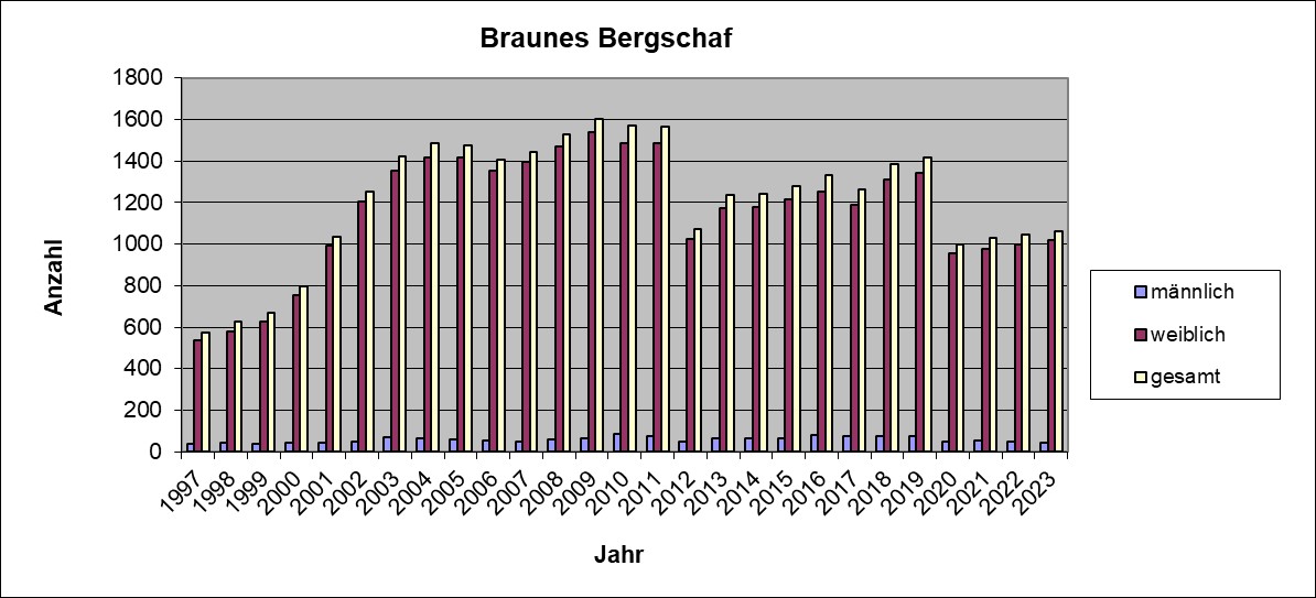 B.Bergschaf 23