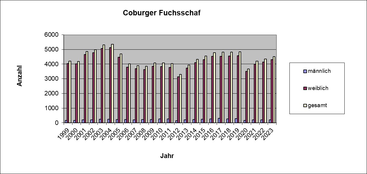 Coburger Fuchsschaf 23