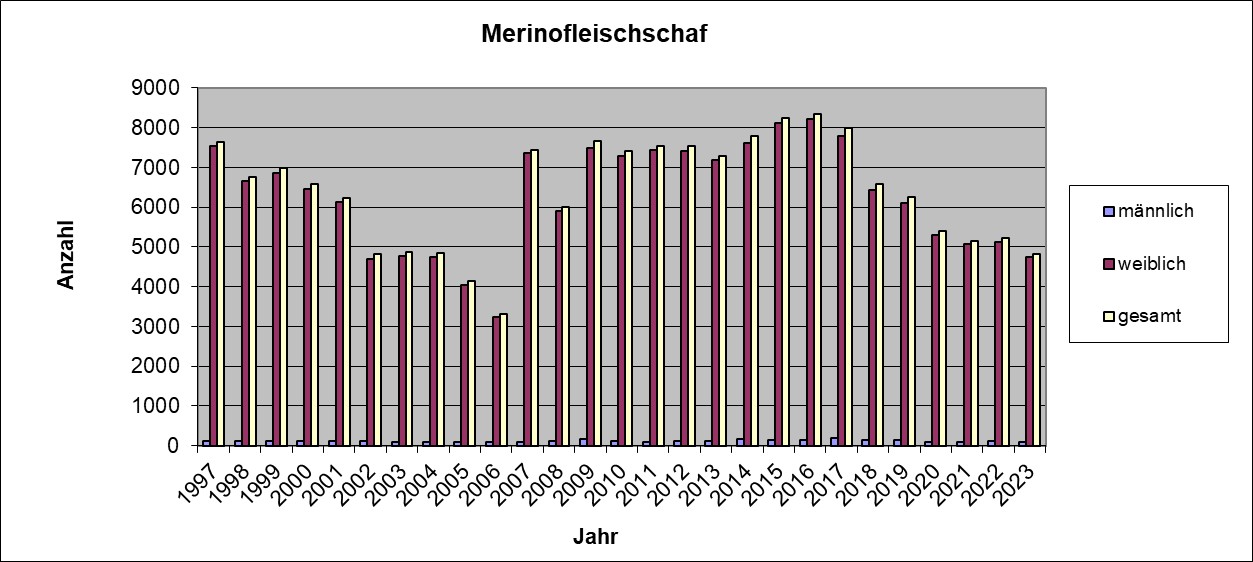Merinofleischschaf 23