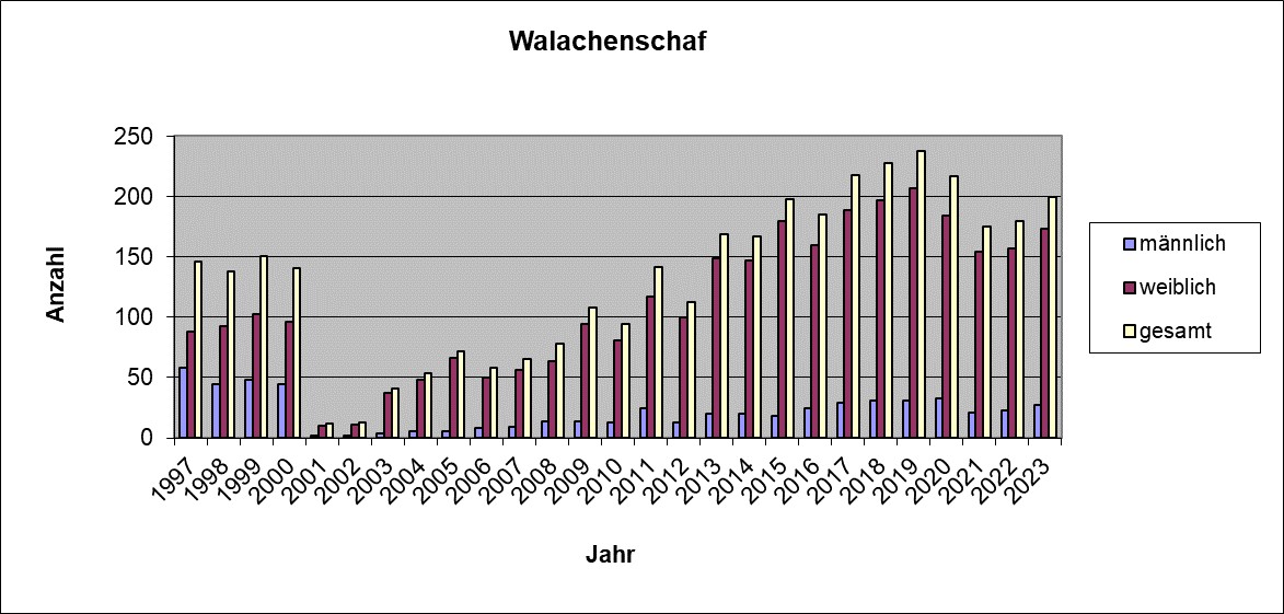 Walachenschaf 23