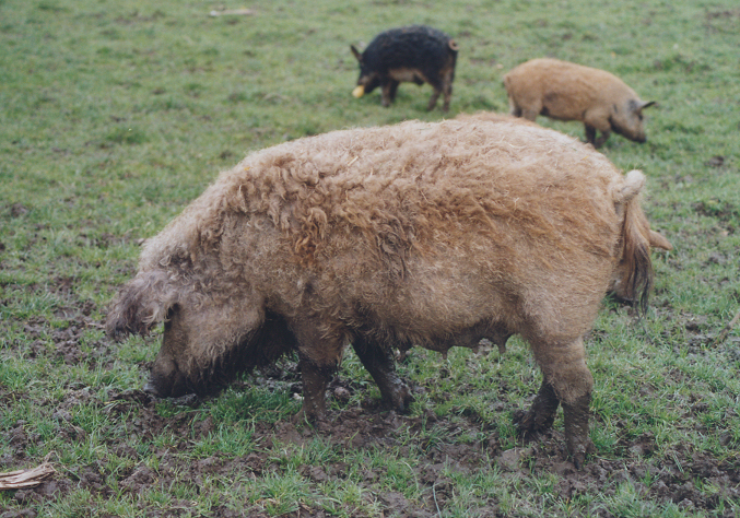 Blondes Wollschwein Milerski
