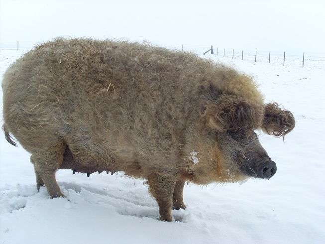 Blondes Wollschwein Gosmann