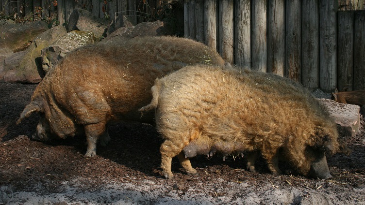 Rotes Wollschwein Simantke