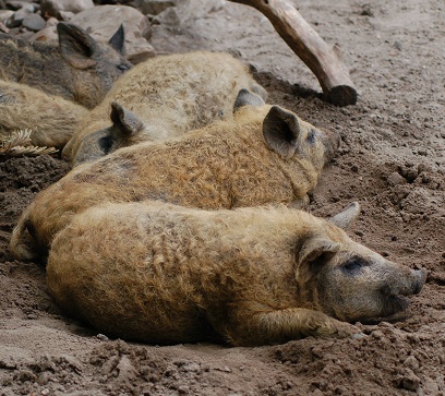 Rote Wollschweinferkel Milerski