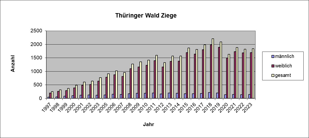 Thuringer Wald Ziege 23